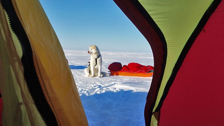 Reggelente kérdéses volt, hogy Bodri, vagy a jegesmedve dugja be az orrát a sátorba (Fotó: Wynne-Hughes Veronika/www.pingvinek.com)