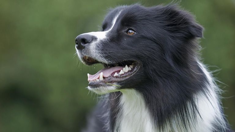 Vádat emeltek a francia turista kutyáját lelövő magyar vadász ellen