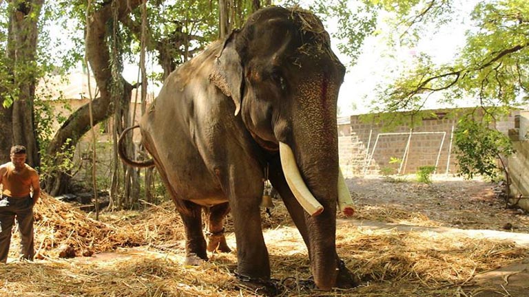 50 év után kiszabadították a láncon tartott elefántot