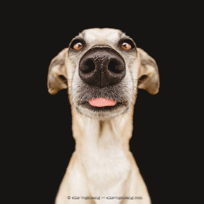 Ezek a mókás kutyaportrék neked is feldobják a napod