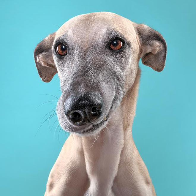 Ezek a mókás kutyaportrék neked is feldobják a napod