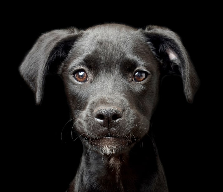 Nézegess díjnyertes fotókat nagyon cuki kutyákról