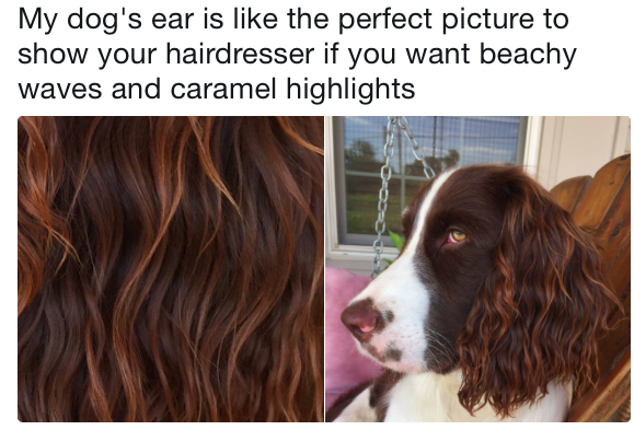 Ha legközelebb fodárszhoz mész, ennek a kutyának a fülét mutasd!