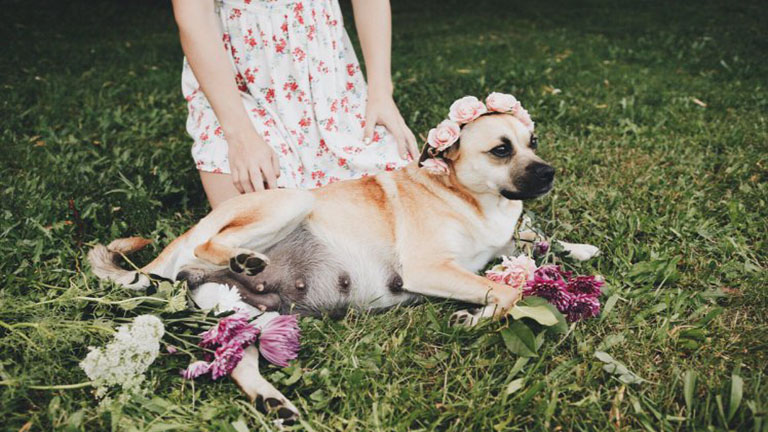 Csodálatos kismamafotók készültek a vemhes kutyáról