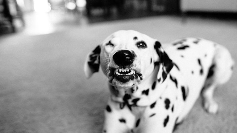 3 évébe telt a fotósnak, hogy megtanítsa mosolyogni a kutyáját 