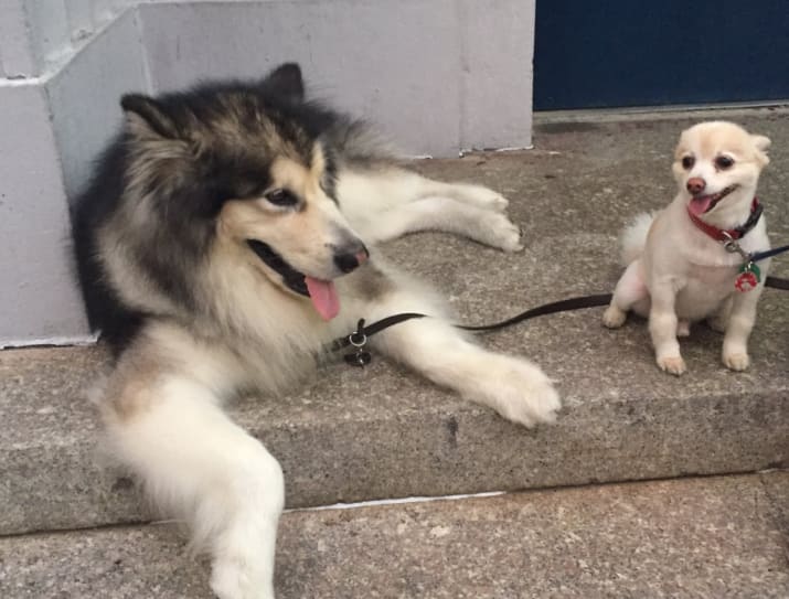 Elképesztően cuki Dávid-Góliát barátságok a kutyák között