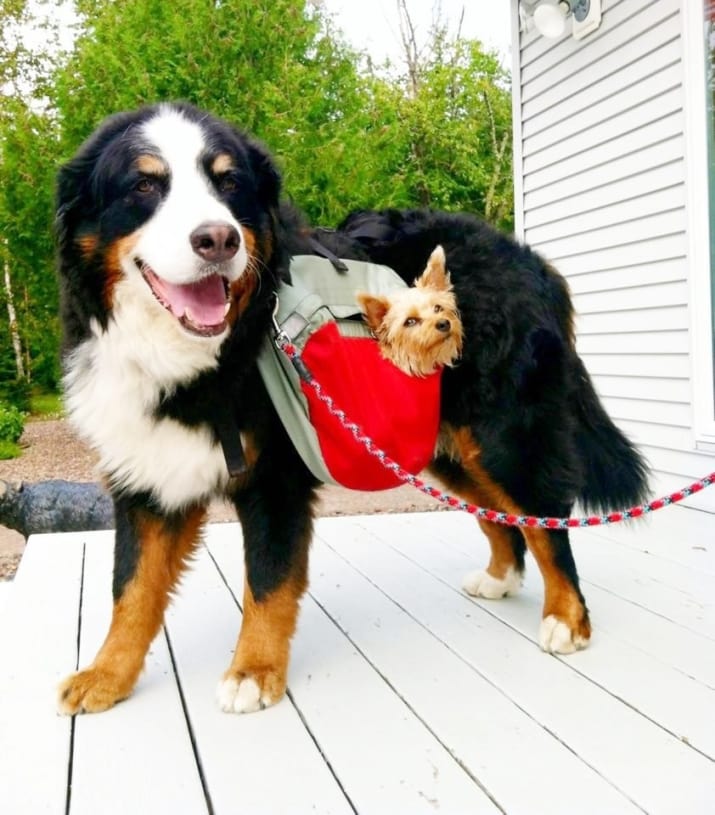 Elképesztően cuki Dávid-Góliát barátságok a kutyák között