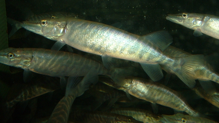 Transzneművé válnak a halak a szennyvizekbe kerülő vegyi anyagoktól