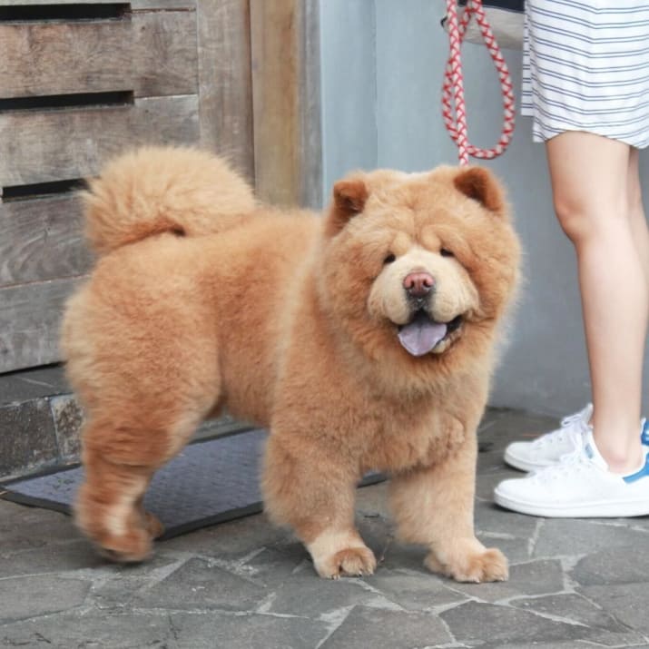 Ez a kutya tisztára úgy néz ki, mint egy medvebocs, és ez internet imádja őt