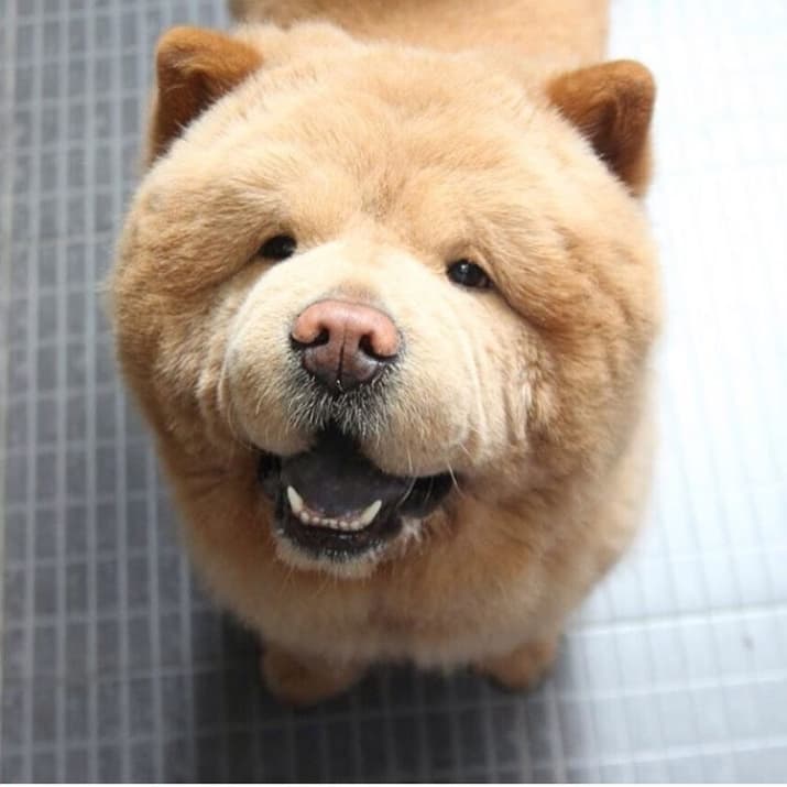 Ez a kutya tisztára úgy néz ki, mint egy medvebocs, és ez internet imádja őt