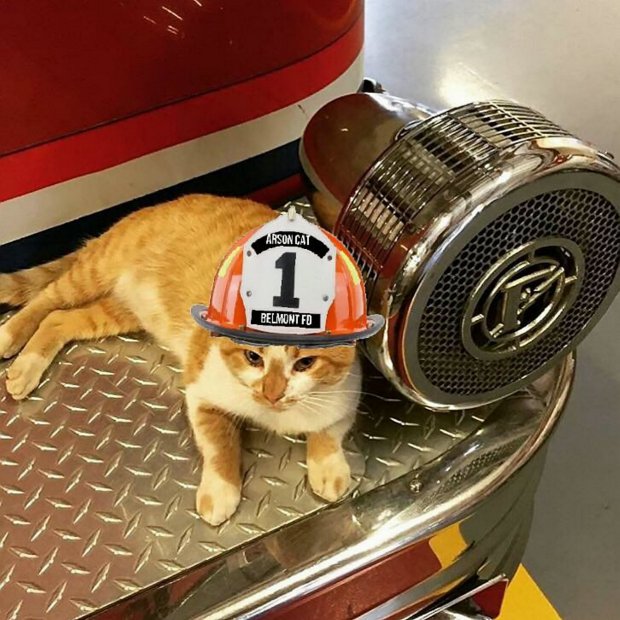 Tűzoltók fogadták be az elárvult cicát