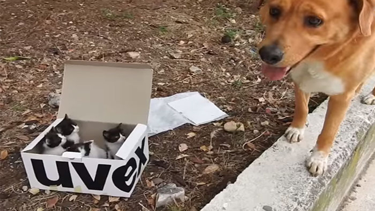 Kiscicákkal teli dobozra bukkant a hős kutya