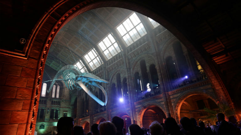 Gigantikus bálnacsontváz került a Londoni Természettudományi Múzeumba