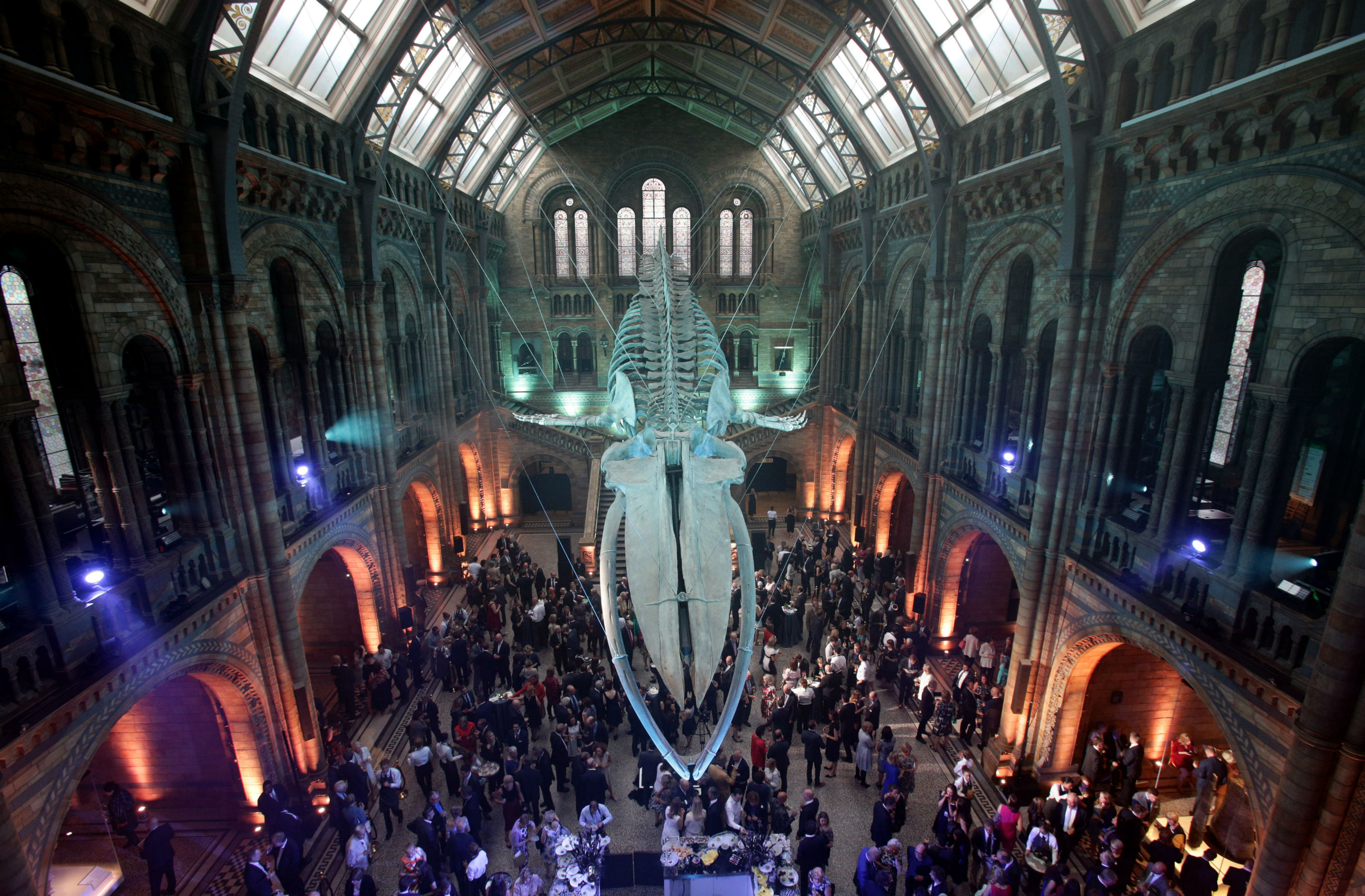Gigantikus bálnacsontváz került a Londoni Természettudományi Múzeumba