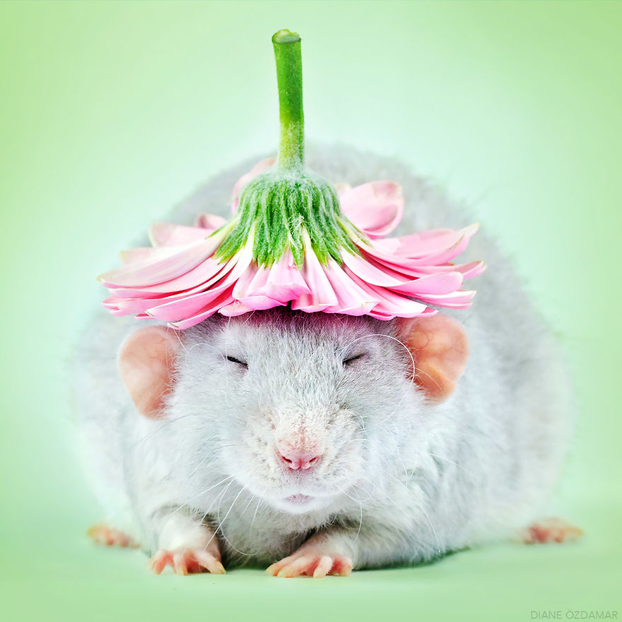 Ezek a fotók bebizonyítják, hogy a patkányok igenis cukik
