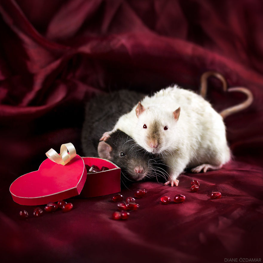 Ezek a fotók bebizonyítják, hogy a patkányok igenis cukik