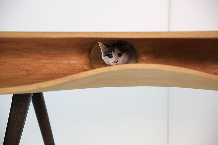Macskabútorok, amiért megőrülnek a cicák