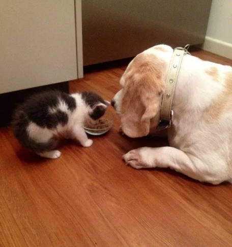 A macskák és a kutyák igenis szeretik egymást
