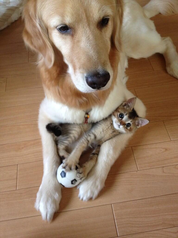 A macskák és a kutyák igenis szeretik egymást