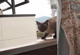 Így tedd macskabiztossá a lakást, az erkélyt