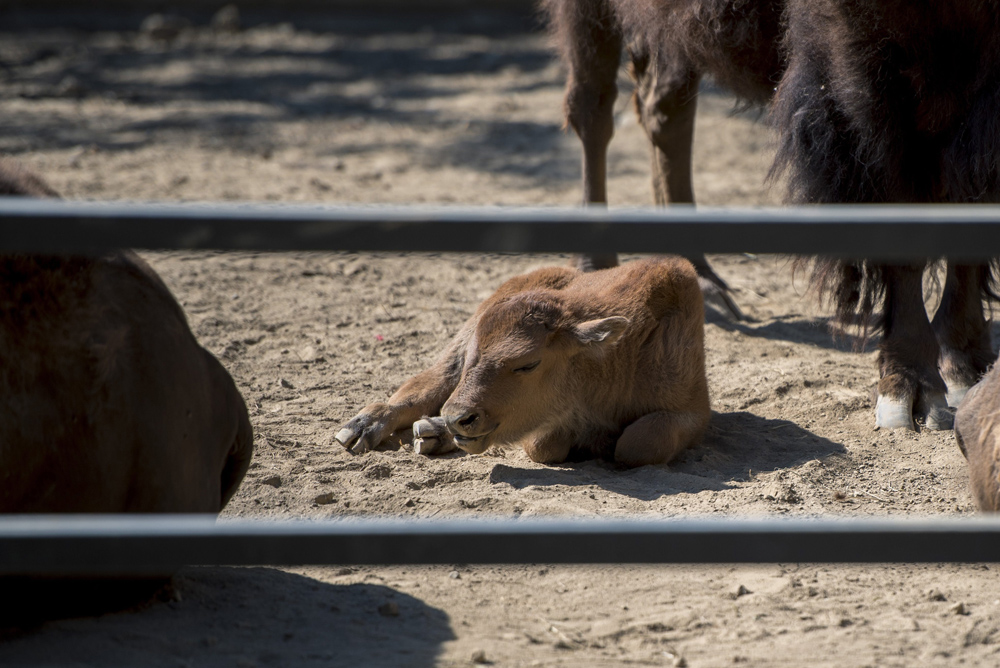 Amerikai bölényborjú (Bison bison) a pécsi állatkerben 2017. július 20-án. Aranka és Brutus negyedik borja július 15-én született. MTI Fotó: Sóki Tamás
