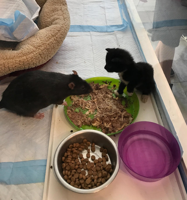 Patkányok vigyáznak a kismacskákra - cuki fotók
