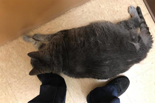 Privát szobát kapott a kövér menhelyi macska