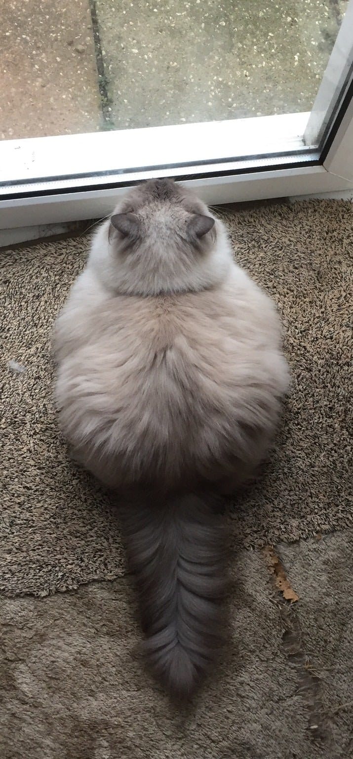 10 nagyon kövér, de azért nagyon cuki macska