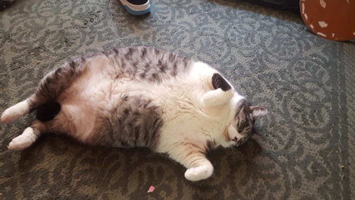 10 nagyon kövér, de azért nagyon cuki macska