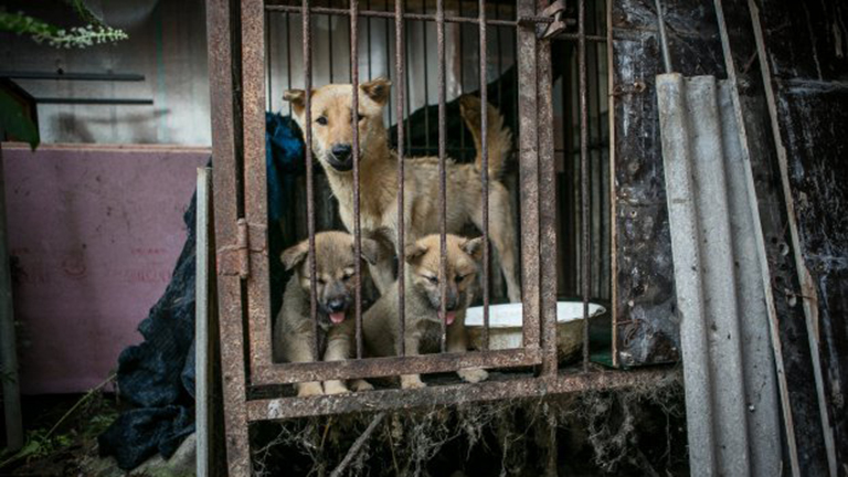 149 kutyát szabadítottak ki egy dél-koreai húspiacról