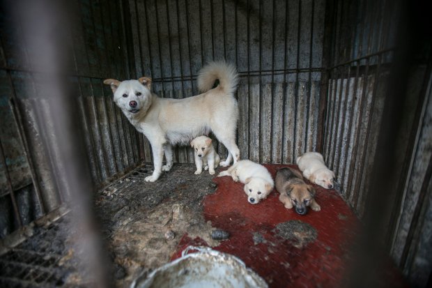 149 kutyát szabadítottak ki egy dél-koreai húspiacról