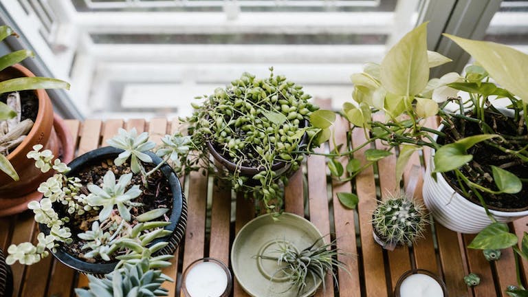 Így tartsd életben a szobanövényeidet a nyári hőségben