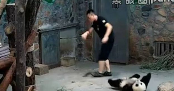 Áll a bál Kínában: lökdöste és dobálta a pandakölyköket az egyik gondozó
