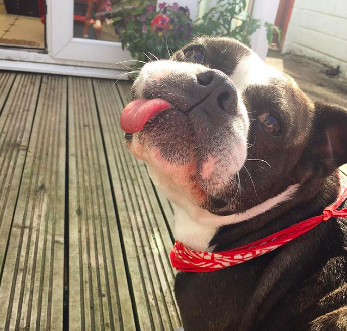 10 cuki kutya, aki egyszerűen nem tud mit kezdeni a nyelvével