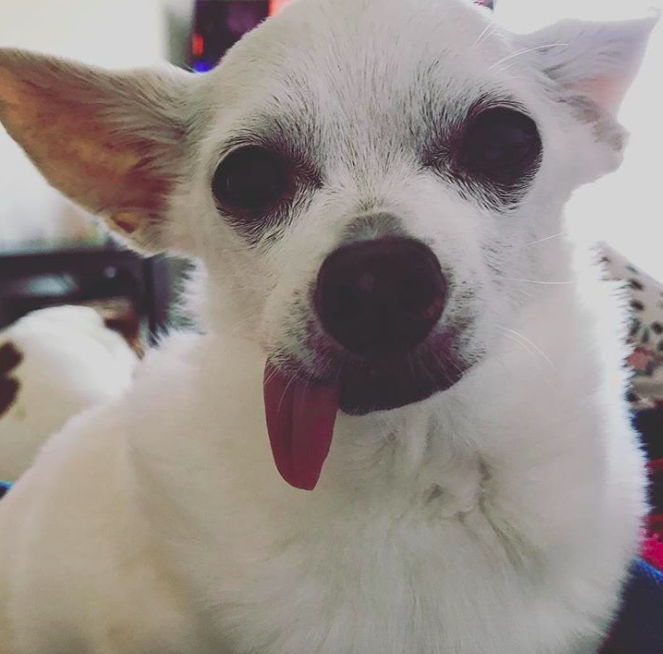 10 cuki kutya, aki egyszerűen nem tud mit kezdeni a nyelvével