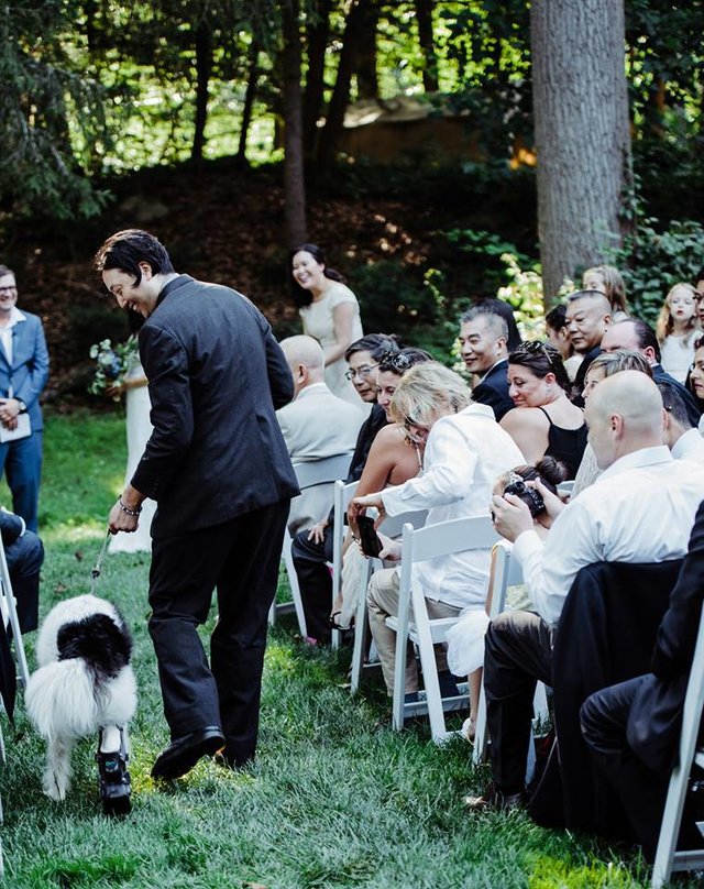 Háromlábú kutyus volt a gyűrűhordó gazdái esküvőjén 