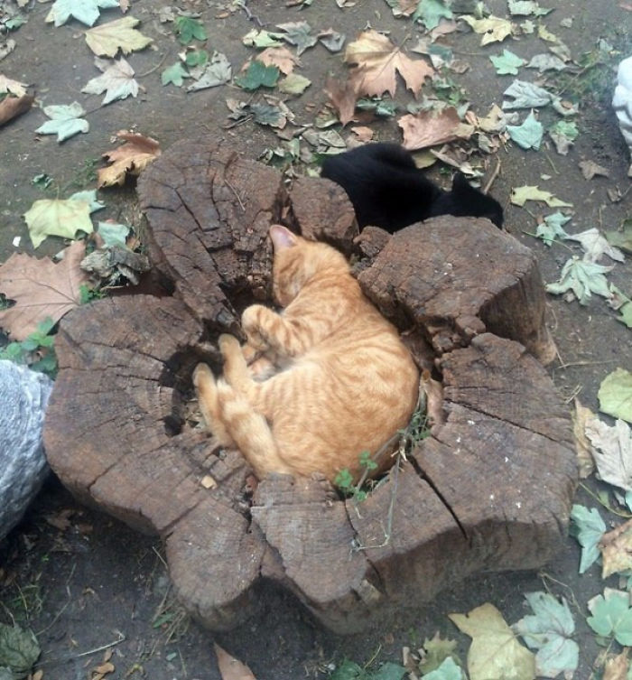 15 kép, ami bebizonyítja, hogy egy macska minden rendelkezésre álló helyet kitölt