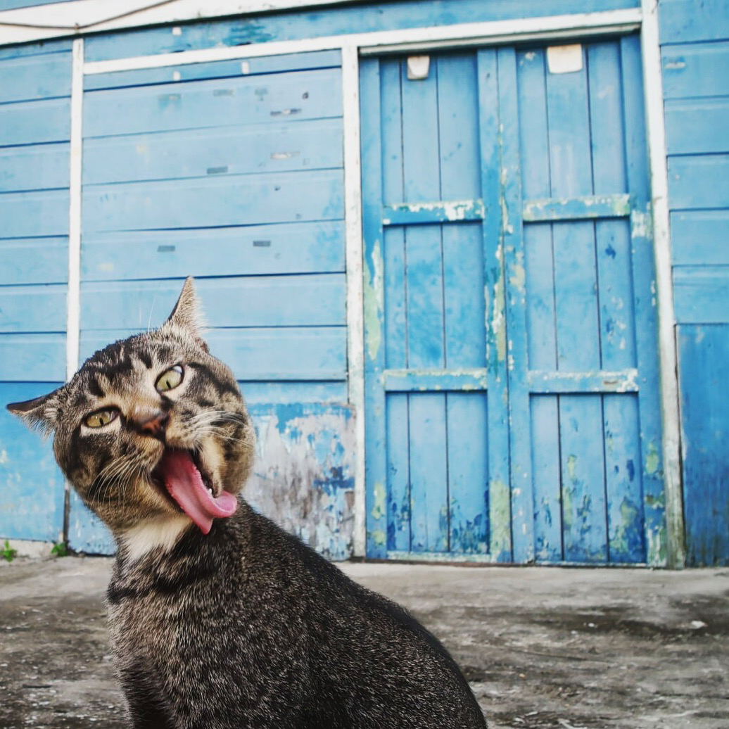 Ezek a legviccesebb állatos fotók az idei Comedy Pet Photography Awards-ról