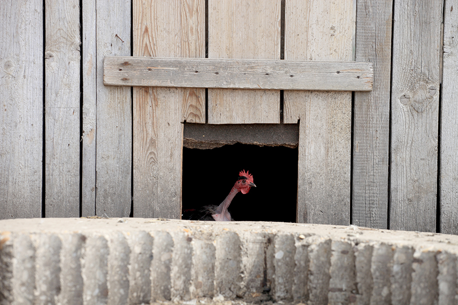 Abszurd farm: tündéri állatfotók a tanyáról