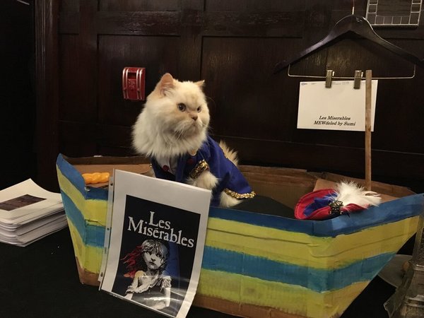 Egy hotel macska divatbemutatót tartott, és igen, csodás volt
