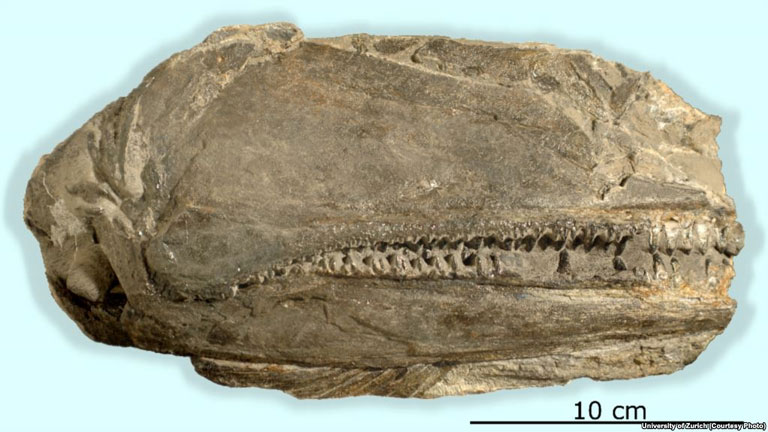 A fosszília jól megőrizte az állat fogsorát (Fotó: UZH.ch)