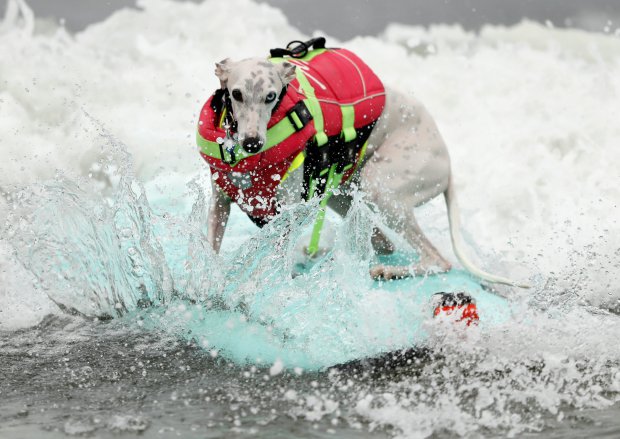 Íme a bizonyíték, hogy nagyon kevés dolog jobb a szörföző kutyáknál
