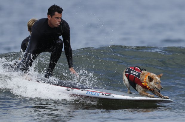Íme a bizonyíték, hogy nagyon kevés dolog jobb a szörföző kutyáknál