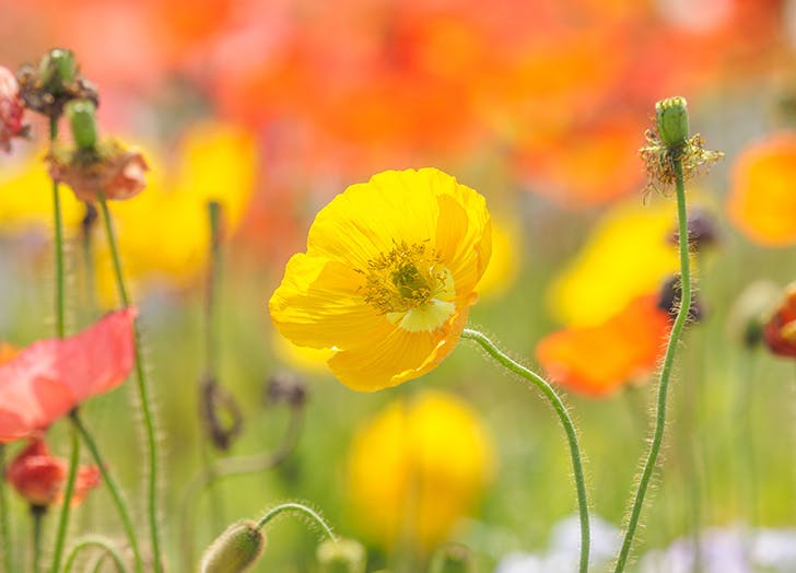 10 csodaszép évelő virág, amit ősz elején érdemes elültetni