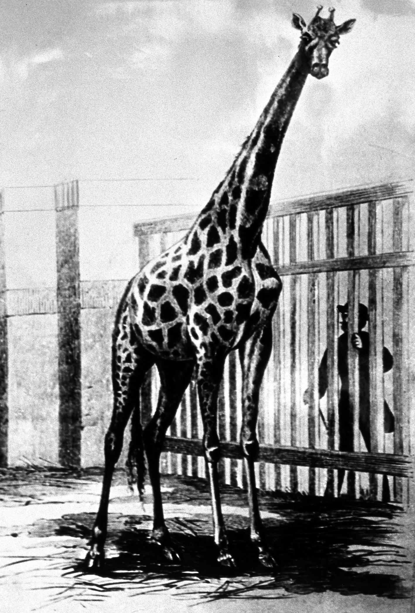 Az állatkert első zsiráfja