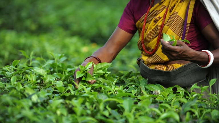 Tealevelet szedő nő Indiában (fotó: Tumblr)