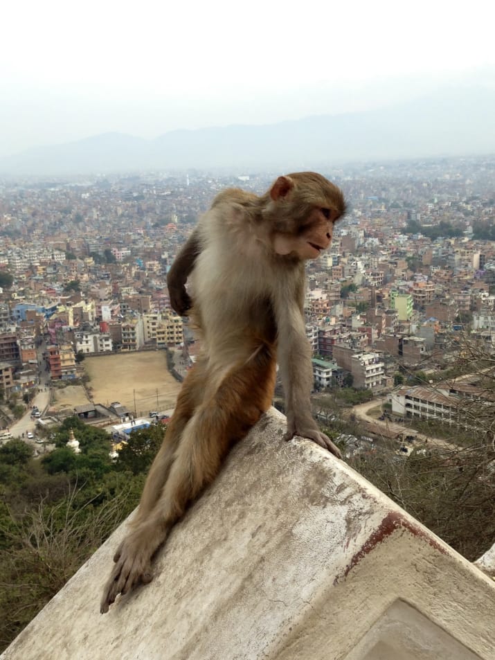 Kate Moss igénytelen trampli a fotogén majomhoz képest