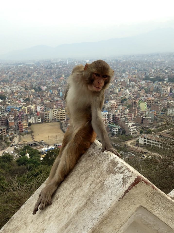 Kate Moss igénytelen trampli a fotogén majomhoz képest
