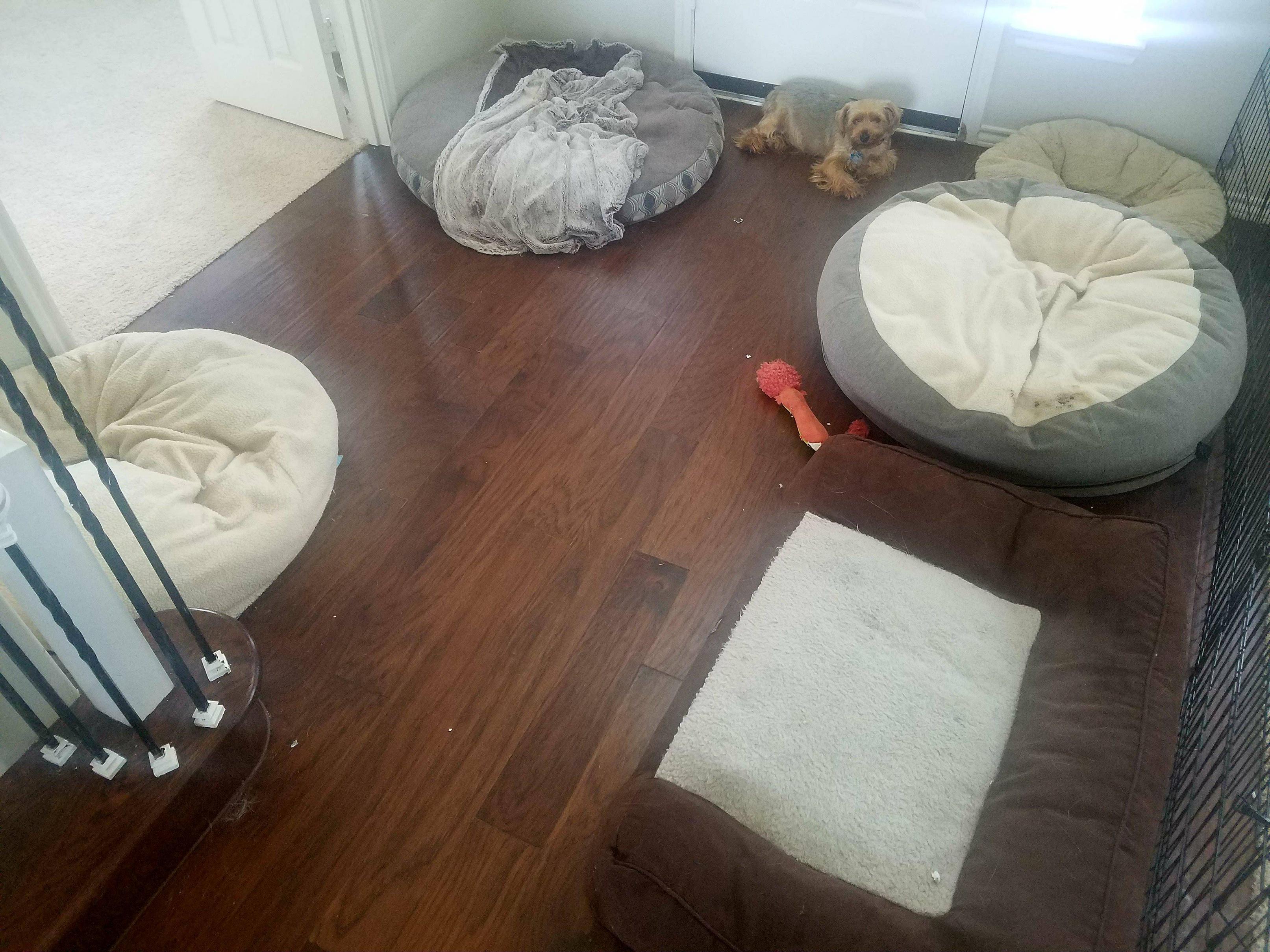 Egyik ágyával sem elégedett a hálátlan kutyus