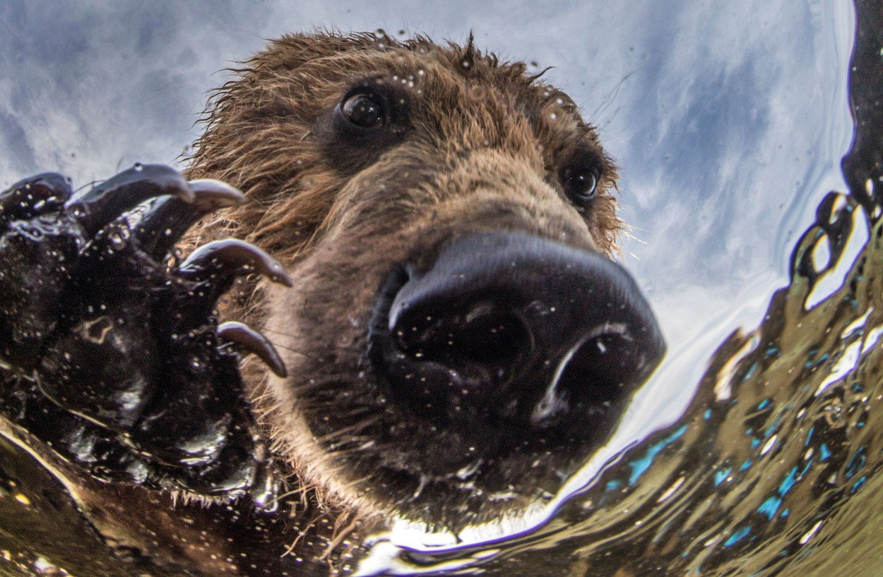 Medve szelfizett a vízbe pottyant kamerával - fotók
